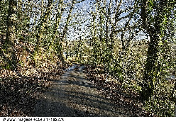 Ein Feldweg durch High Wood im Exe-Tal  Cove  Devon  England.