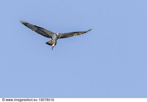 Ein Fischadler im Flug auf Nahrungssuche am Forellenhof Trauntal  An osprey in flight over Boerfink in Palatina