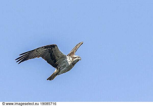 Ein Fischadler im Flug auf Nahrungssuche am Forellenhof Trauntal  An osprey in flight over Boerfink in Palatina