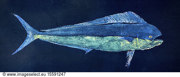 Ein Fischdruck eines Mahi-Mahi  auch bekannt als Goldbrasse oder Delphinfisch. Gyotaku ist die traditionelle japanische Methode des Fischdrucks  die auf die Mitte des 18. Jahrhunderts zurückgeht. Diese Form des Drucks wurde von Fischern verwendet  um ihre Fänge zu dokumentieren  hat sich aber inzwischen zu einer eigenen Kunstform entwickelt; Hawaii  Vereinigte Staaten von Amerika
