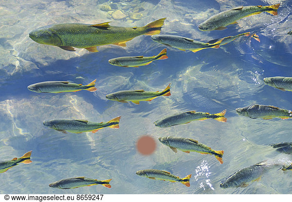 Ein Fischschwarm im klaren Wasser eines Flusses im Pantanal in Brasilien.