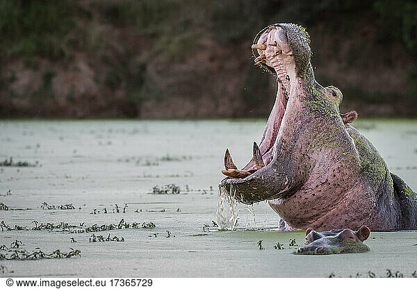 Ein Flusspferd  Hippopotamus amphibius  gähnt in einem grünen Wasserloch