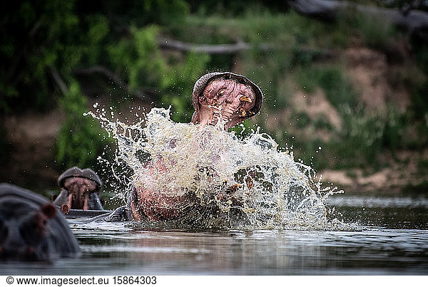 Ein Flusspferd  Hippopotamus amphibius  hebt den Kopf aus dem Wasser  öffnet das Maul und plätschert