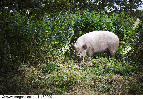 Ein Freilauf für Tiere  ein Schwein auf der Weide