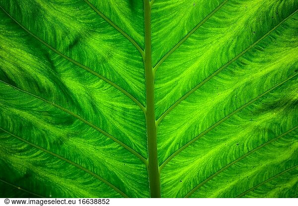 Ein frisches grünes Blatt in Nahaufnahme Details zu sehen. Saftiges Blatt immergrüne Textur Hintergrund.