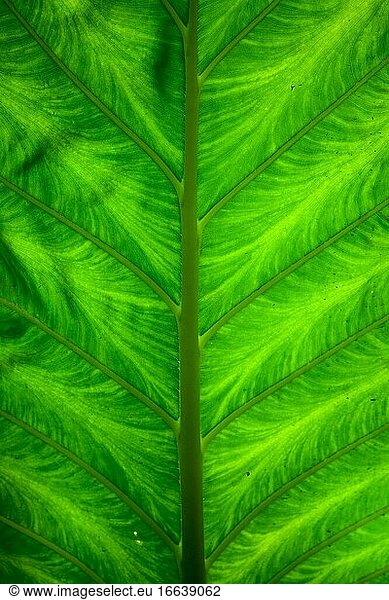 Ein frisches grünes Blatt in Nahaufnahme Details zu sehen. Saftiges Blatt immergrüne Textur Hintergrund.
