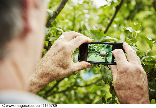 Ein Gärtner  der auf einem Gemüsebeet in einem Hintergarten arbeitet. Fotografiert mit einem Smartphone einen Apfel an einem Baum.