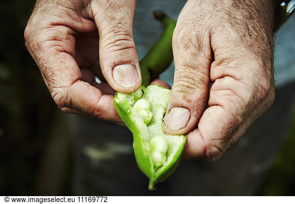 Ein Gärtner  der eine Bohnenschote hält und aufbricht  um frische grüne Saubohnen zu zeigen.