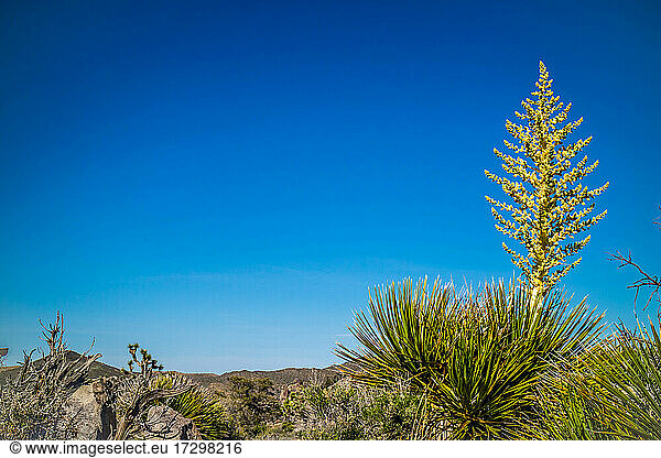 Ein gelblicher Tamarack-Lärchenbaum im Joshua Tree National Park  Kalifornien
