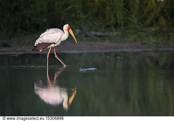 Ein Gelbschnabelstorch  Mycteria ibis  läuft durchs Wasser und zeigt seine Spiegelung  Bein angehoben  Seitenansicht