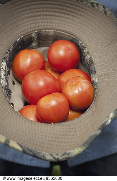 Ein Gelege frischer  reifer roter Tomaten  gesammelt in einem umgedrehten Hut.