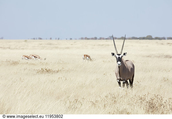 Ein Gemsbock  Edelsteinbock  Oryxgazella mit erhobenem Kopf  im Grasland stehend.
