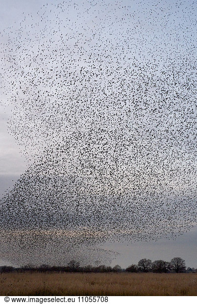 Ein Gemurmel der Stare  eine spektakuläre Kunstflugvorführung einer großen Anzahl von Vögeln im Flug in der Dämmerung über der Landschaft.