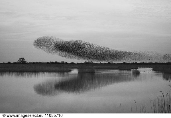 Ein Gemurmel der Stare  eine spektakuläre Kunstflugvorführung einer großen Anzahl von Vögeln im Flug in der Dämmerung über der Landschaft.