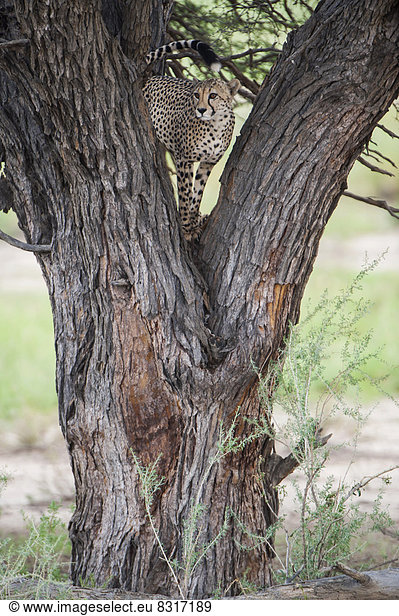 Ein Gepard (Acinonyx jubatus) beobachtet die Umgebung von einem Baum aus