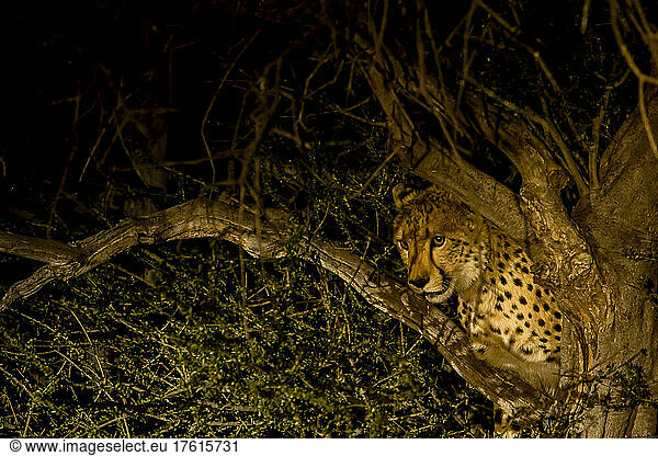 Ein Gepard schaut von einem Baum aus in einen Scheinwerfer.