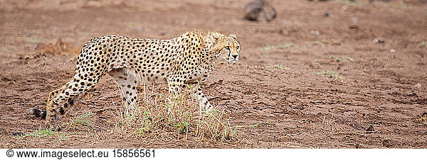 ein Geparden geht in der Savanne spazieren