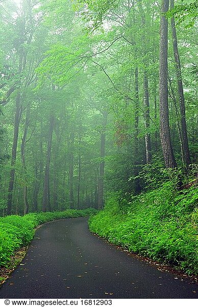 Ein gepflasterter Weg führt in einen nebligen und geheimnisvollen Wald.