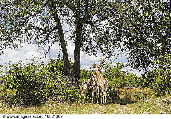 Ein Giraffenpaar unter Bäumen  Moremi Game Reserve  Botswana