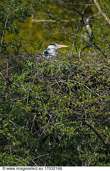 Ein Graureiher sitzt versteckt auf seinem Nest