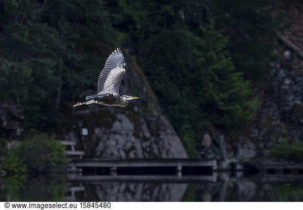 Ein großer Blaureiher fliegt an einem sonnigen Sommermorgen auf der Suche nach Nahrung über einen See.