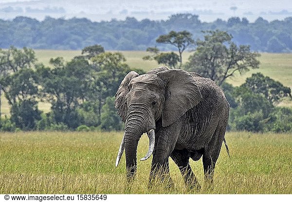 Ein großer Elefant läuft durch die Savanne