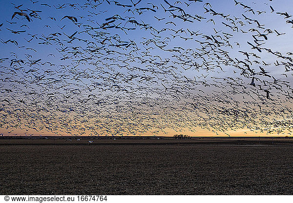 Ein großer Schwarm Sandhill-Kraniche fliegt bei Sonnenuntergang im ländlichen Colorado