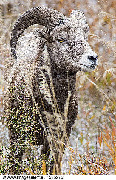 Ein großes Hornschaf frisst im Herbst in Rock Creek  Montana.
