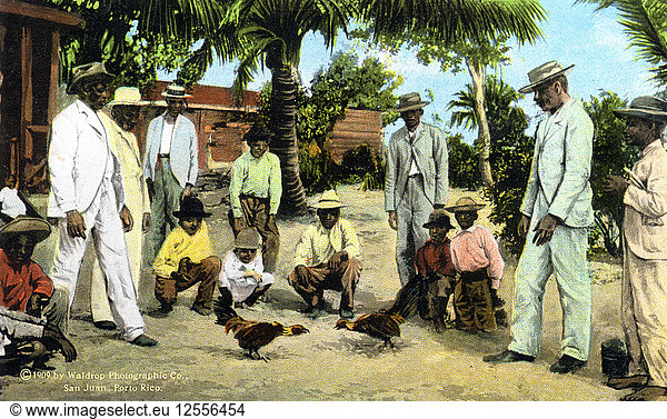 Ein Hahnenkampf  Puerto Rico  1909. Künstler: Unbekannt