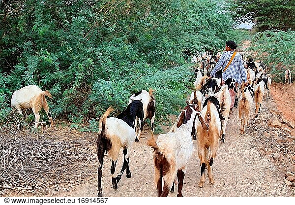 Ein Hirtenjunge und seine Ziegen  Myanmar  Birma  Asien