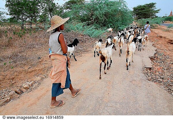 Ein Hirtenjunge und seine Ziegen  Myanmar  Birma  Asien