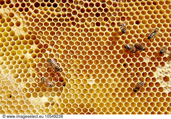 Ein Holzrahmen mit Wabenmuster mit einer kleinen Anzahl von Bienen.