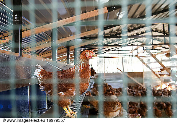 Ein Huhn  das auf einem Sims im Hühnerstall steht  wurde durch den Zaun geschossen