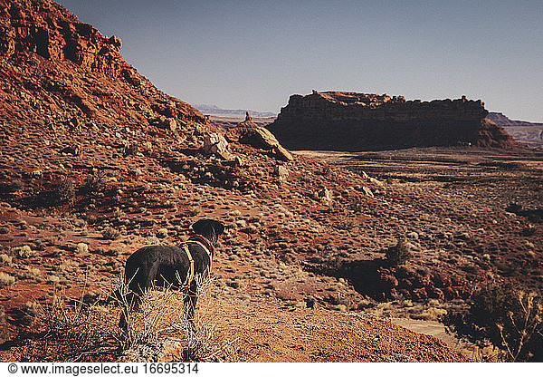Ein Hund steht auf einem Hügel  Tal der Götter  Utah
