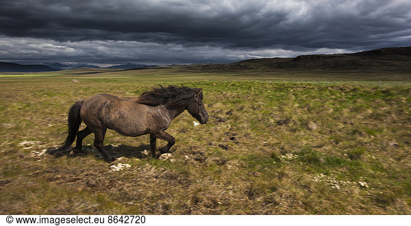 Ein Islandpferd auf Grasland.