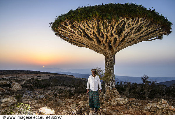 Ein jemenitischen Mann steht vor einem Sokotra-Drachenbaum auch Drachenblutbaum (Dracaena cinnabari)  Dixsam Plateau  Sokotra  Jemen  Asien