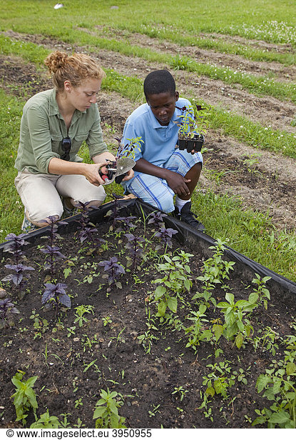 Ein Junge und eine Aufsichtsperson pflanzen Gemüse in einem Garten  der von Kindern im Alter von 5-11 Jahren gepflegt wird  in einem Programm namens Growing Healthy Kids  in einem Earthworks Urban Garden Garten  in dem Nahrung für die Capuchin Soup Kitchen Suppenküche angebaut wird  Detroit  Michigan  USA