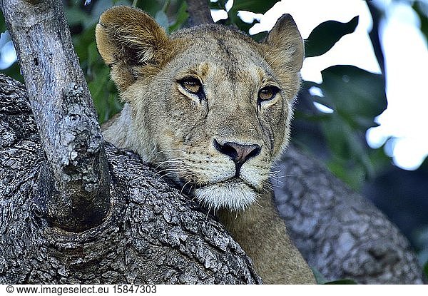 Ein junger Löwe ruht in einem Baum