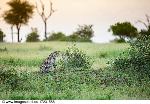 Ein junger Leopard  Panthera pardus  sitzt bei Sonnenuntergang auf einem Hügel in einer Lichtung.