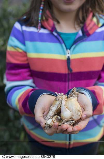 Ein junges Mädchen hält eine kleine Anzahl von Pflanzenzwiebeln in ihren schalenförmigen Händen.