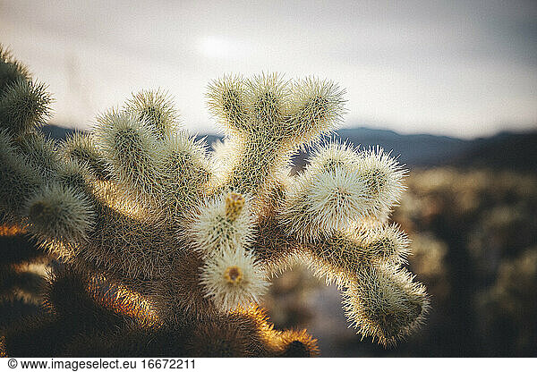 Ein Kaktus in der Wüste von Kalifornien  Joshua Tree National Park