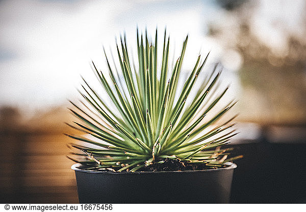 Ein Kaktus in einem Topf in der Nähe eines Hauses in der Wüste  Kalifornien