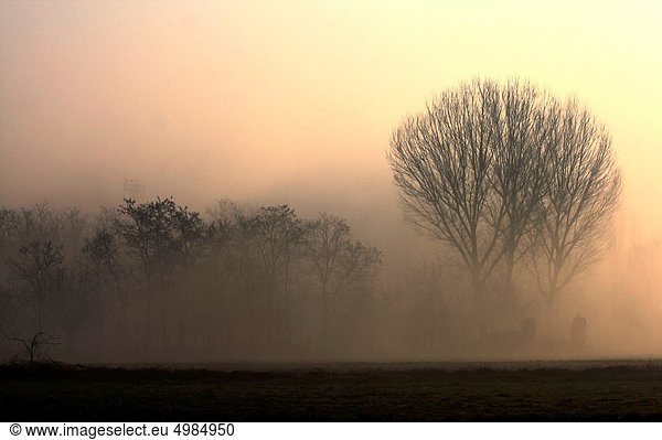 Ein kalter Wintermorgen  eine schwache Sonne hinter dem Nebel Parco delle Höhle  Mailand  Italien