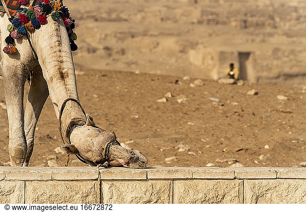 Ein Kamel kratzt sich an einer Mauer in Gizeh  Ägypten  die Fliegen vom Gesicht