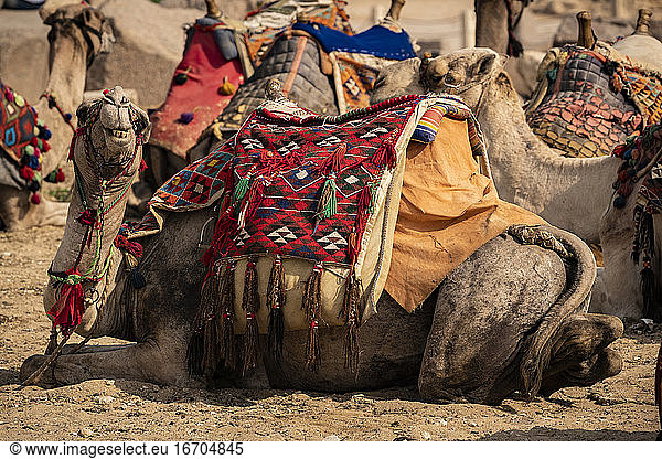 Ein Kamel lächelt für die Kamera  während es sich mit anderen Kamelen hinlegt