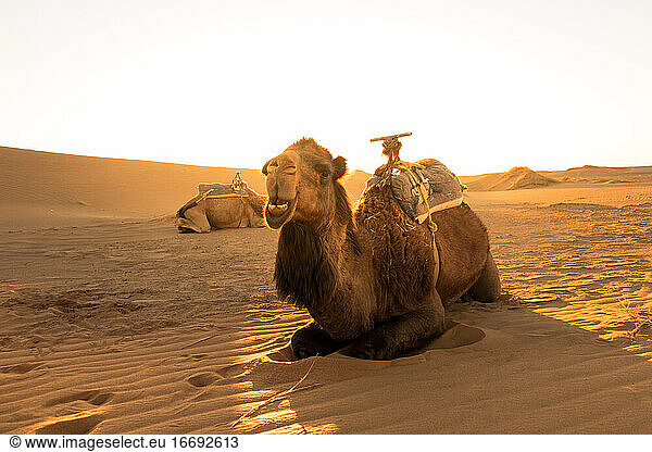 Ein Kamel ruht sich bei Sonnenaufgang aus und wartet auf Touristen für eine Wüstentour