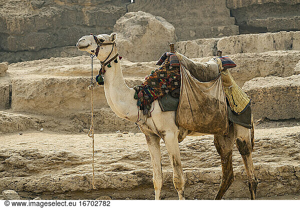Ein Kamel steht angebunden neben einer Pyramide in Gizeh