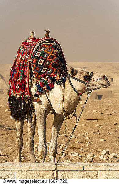 Ein Kamel steht in Gizeh  Ägypten  angezogen und transportbereit