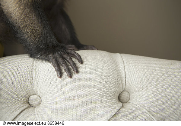 Ein Kapuzineraffe auf einem Stuhl sitzend  mit der Hand auf der Decke ausgebreitet.
