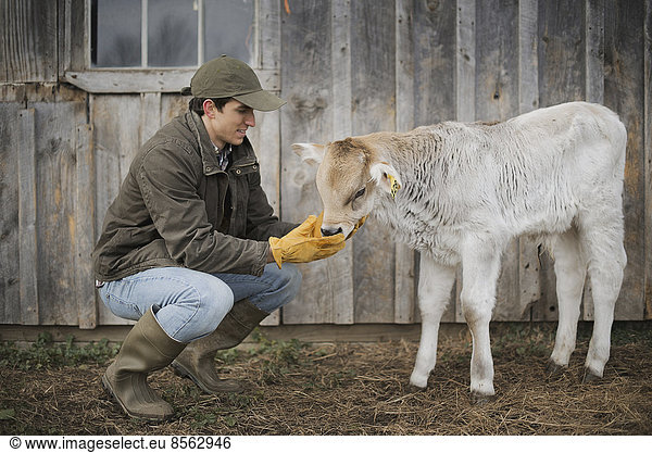 Ein kleiner biologischer Milchviehbetrieb mit einer gemischten Herde von Kühen und Ziegen. Landwirt  der arbeitet und sich um die Tiere kümmert.